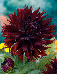 Kenora Macob Dahlia Bulbs Perennial Growing Bonsai Roots Rhizomes Corms Tubers Potted Planting Reblooming Fragrant Garden Species Blooms Flower Seeds Plant Gardening