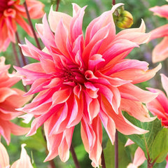 Labyrinth Dahlia Bulbs Perennial Growing Bonsai Roots Rhizomes Corms Tubers Potted Planting Reblooming Fragrant Garden Species Blooms Flower Seeds Plant Gardening