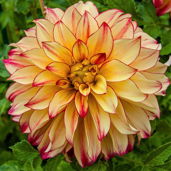 Lady Darlene Dahlia Bulbs Perennial Growing Bonsai Roots Rhizomes Corms Tubers Potted Planting Reblooming Fragrant Garden Species Blooms Flower Seeds Plant Gardening