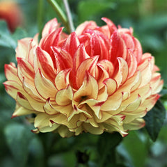 Lady Darlene Dahlia Bulbs Perennial Growing Bonsai Roots Rhizomes Corms Tubers Potted Planting Reblooming Fragrant Garden Species Blooms Flower Seeds Plant Gardening