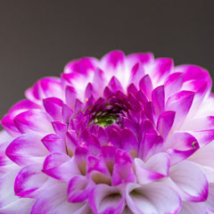 Little Robert Dahlia Bulbs Perennial Growing Bonsai Roots Rhizomes Corms Tubers Potted Planting Reblooming Fragrant Garden Species Blooms Flower Seeds Plant Gardening