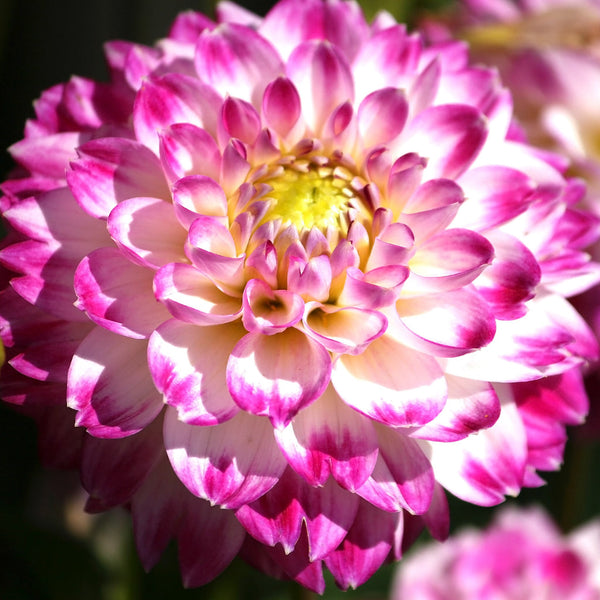 Little Robert Dahlia Bulbs Perennial Growing Bonsai Roots Rhizomes Corms Tubers Potted Planting Reblooming Fragrant Garden Species Blooms Flower Seeds Plant Gardening