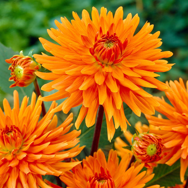 Dahlia Ludwig Helfert Bulbs Perennial Growing Bonsai Roots Rhizomes Corms Tubers Potted Planting Reblooming Fragrant Garden Species Blooms Flower Seeds Plant Gardening