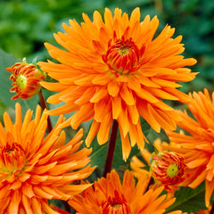 Dahlia Ludwig Helfert Bulbs Perennial Growing Bonsai Roots Rhizomes Corms Tubers Potted Planting Reblooming Fragrant Garden Species Blooms Flower Seeds Plant Gardening