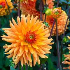 Dahlia Ludwig Helfert Bulbs Perennial Growing Bonsai Roots Rhizomes Corms Tubers Potted Planting Reblooming Fragrant Garden Species Blooms Flower Seeds Plant Gardening
