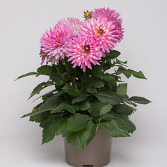 Maxi Salinas Dahlia Bulbs Perennial Growing Bonsai Roots Rhizomes Corms Tubers Potted Planting Reblooming Fragrant Garden Species Blooms Flower Seeds Plant Gardening