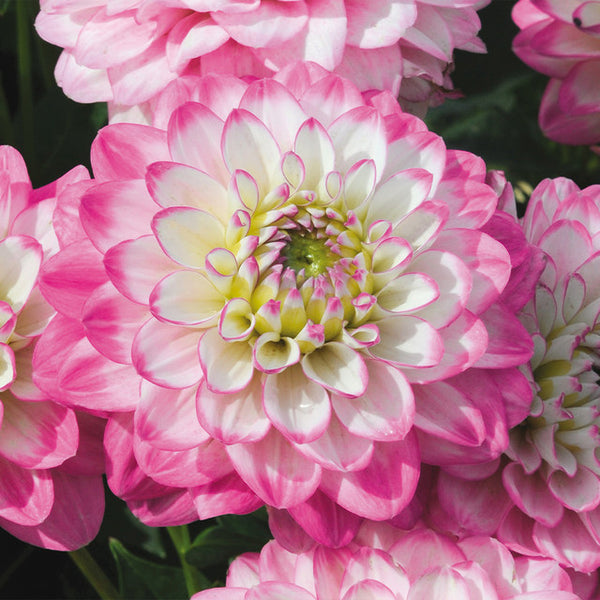 Maxi Salinas Dahlia Bulbs Perennial Growing Bonsai Roots Rhizomes Corms Tubers Potted Planting Reblooming Fragrant Garden Species Blooms Flower Seeds Plant Gardening
