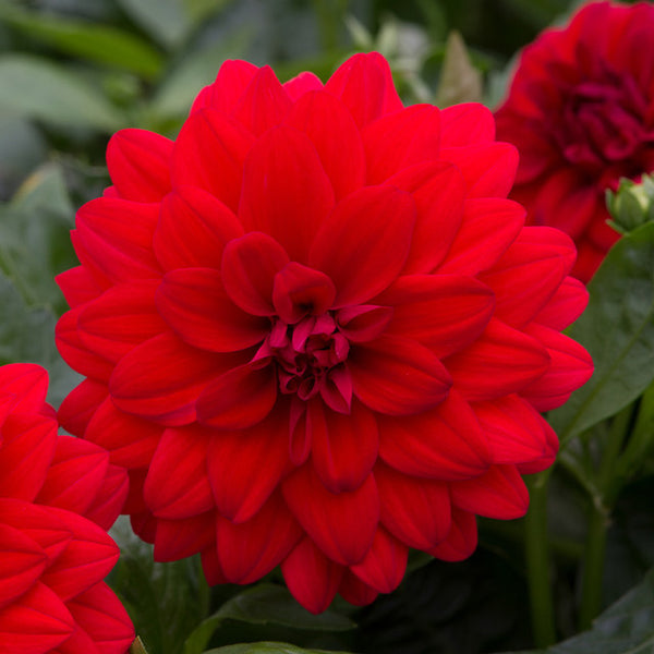 Maxi Topia Dahlia Bulbs Perennial Growing Bonsai Roots Rhizomes Corms Tubers Potted Planting Reblooming Fragrant Garden Species Blooms Flower Seeds Plant Gardening