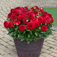 Maxi Topia Dahlia Bulbs Perennial Growing Bonsai Roots Rhizomes Corms Tubers Potted Planting Reblooming Fragrant Garden Species Blooms Flower Seeds Plant Gardening
