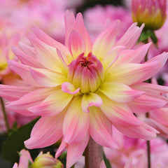 Dahlia Melody Gypsy Bulbs Perennial Growing Bonsai Roots Rhizomes Corms Tubers Potted Planting Reblooming Fragrant Garden Species Blooms Flower Seeds Plant Gardening