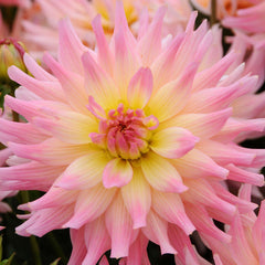 Dahlia Melody Gypsy Bulbs Perennial Growing Bonsai Roots Rhizomes Corms Tubers Potted Planting Reblooming Fragrant Garden Species Blooms Flower Seeds Plant Gardening
