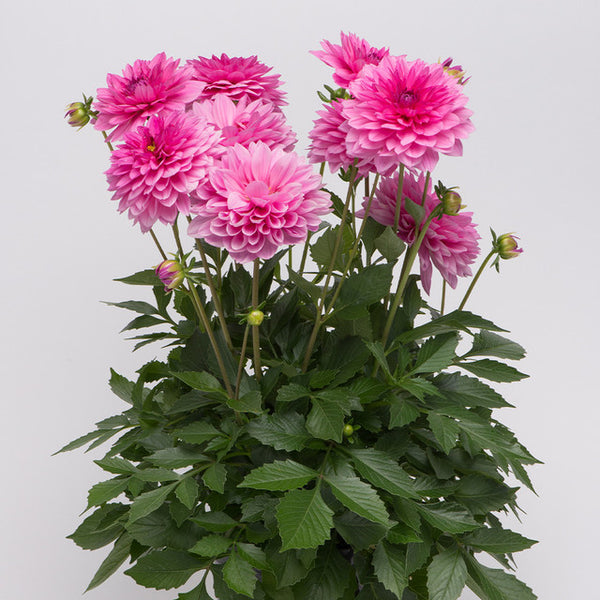 Maxi Mendoza Dahlia Bulbs Perennial Growing Bonsai Roots Rhizomes Corms Tubers Potted Planting Reblooming Fragrant Garden Species Blooms Flower Seeds Plant Gardening