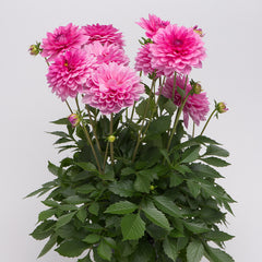 Maxi Mendoza Dahlia Bulbs Perennial Growing Bonsai Roots Rhizomes Corms Tubers Potted Planting Reblooming Fragrant Garden Species Blooms Flower Seeds Plant Gardening - Seedsplant