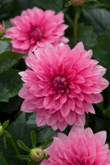 Maxi Mendoza Dahlia Bulbs Perennial Growing Bonsai Roots Rhizomes Corms Tubers Potted Planting Reblooming Fragrant Garden Species Blooms Flower Seeds Plant Gardening - Seedsplant
