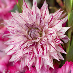 Mick's Peppermint Dahlia Bulbs Perennial Growing Bonsai Roots Rhizomes Corms Tubers Potted Planting Reblooming Fragrant Garden Species Blooms Flower Seeds Plant Gardening