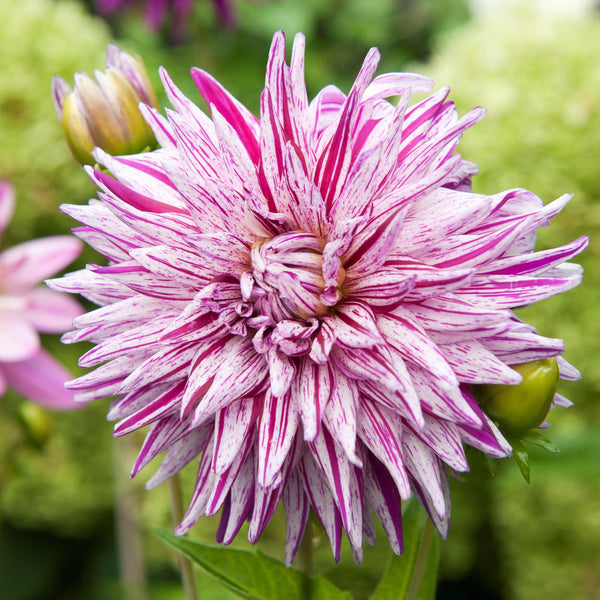 Mick's Peppermint Dahlia Bulbs Perennial Growing Bonsai Roots Rhizomes Corms Tubers Potted Planting Reblooming Fragrant Garden Species Blooms Flower Seeds Plant Gardening