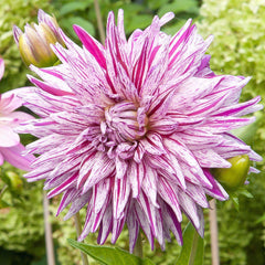 Mick's Peppermint Dahlia Bulbs Perennial Growing Bonsai Roots Rhizomes Corms Tubers Potted Planting Reblooming Fragrant Garden Species Blooms Flower Seeds Plant Gardening