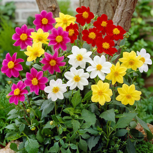Dahlia Mignon Mix Bulbs Perennial Growing Bonsai Roots Rhizomes Corms Tubers Potted Planting Reblooming Fragrant Garden Species Blooms Flower Seeds Plant Gardening