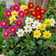 Dahlia Mignon Mix Bulbs Perennial Growing Bonsai Roots Rhizomes Corms Tubers Potted Planting Reblooming Fragrant Garden Species Blooms Flower Seeds Plant Gardening