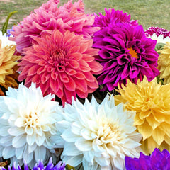 Dinner Plate Extravaganza Mix Dahlia Bulbs Perennial Growing Bonsai Roots Rhizomes Corms Tubers Potted Planting Reblooming Fragrant Garden Species Blooms Flower Seeds Plant Gardening