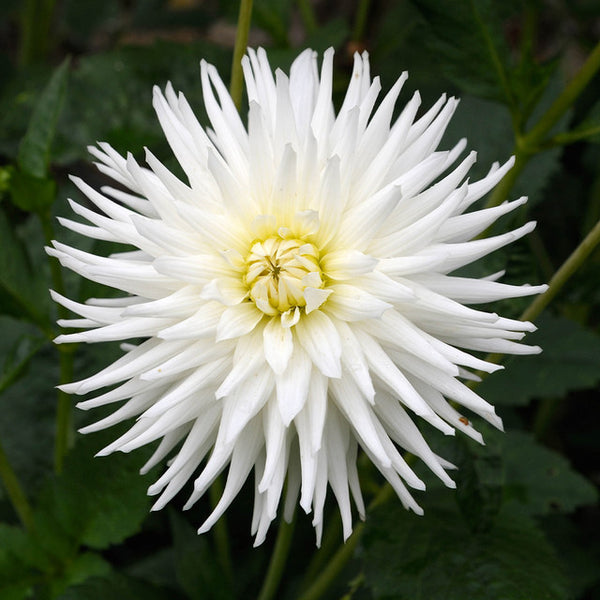 My Love Dahlia Bulbs Perennial Growing Bonsai Roots Rhizomes Corms Tubers Potted Planting Reblooming Fragrant Garden Species Blooms Flower Seeds Plant Gardening