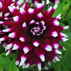 Dahlia Mystery Day Bulbs Perennial Growing Bonsai Roots Rhizomes Corms Tubers Potted Planting Reblooming Fragrant Garden Species Blooms Flower Seeds Plant Gardening