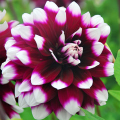 Dahlia Mystery Day Bulbs Perennial Growing Bonsai Roots Rhizomes Corms Tubers Potted Planting Reblooming Fragrant Garden Species Blooms Flower Seeds Plant Gardening