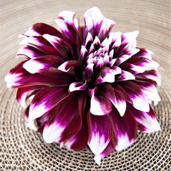 Dahlia Mystery Day Bulbs Perennial Growing Bonsai Roots Rhizomes Corms Tubers Potted Planting Reblooming Fragrant Garden Species Blooms Flower Seeds Plant Gardening