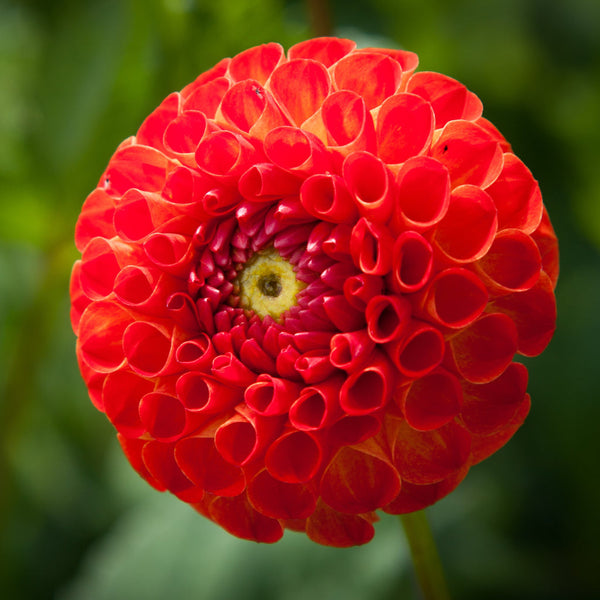 New Baby Dahlia Bulbs Perennial Growing Bonsai Roots Rhizomes Corms Tubers Potted Planting Reblooming Fragrant Garden Species Blooms Flower Seeds Plant Gardening