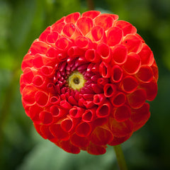 New Baby Dahlia Bulbs Perennial Growing Bonsai Roots Rhizomes Corms Tubers Potted Planting Reblooming Fragrant Garden Species Blooms Flower Seeds Plant Gardening