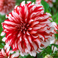 Cinnamon Spice Collection Dahlia Bulbs Perennial Growing Bonsai Roots Rhizomes Corms Tubers Potted Planting Reblooming Fragrant Garden Species Blooms Flower Seeds Plant Gardening