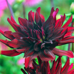 Nuit D'ete Dahlia Bulbs Perennial Growing Bonsai Roots Rhizomes Corms Tubers Potted Planting Reblooming Fragrant Garden Species Blooms Flower Seeds Plant Gardening
