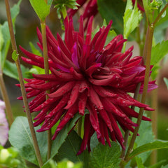 Nuit D'ete Dahlia Bulbs Perennial Growing Bonsai Roots Rhizomes Corms Tubers Potted Planting Reblooming Fragrant Garden Species Blooms Flower Seeds Plant Gardening