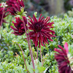 Nuit D'ete Dahlia Bulbs Perennial Growing Bonsai Roots Rhizomes Corms Tubers Potted Planting Reblooming Fragrant Garden Species Blooms Flower Seeds Plant Gardening