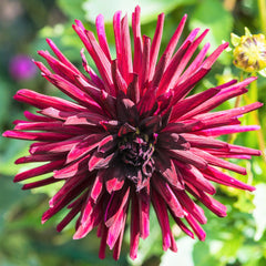 Nuit D'ete Dahlia Bulbs Perennial Growing Bonsai Roots Rhizomes Corms Tubers Potted Planting Reblooming Fragrant Garden Species Blooms Flower Seeds Plant Gardening