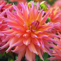 Cactus Mix Dahlia Bulbs Perennial Growing Bonsai Roots Rhizomes Corms Tubers Potted Planting Reblooming Fragrant Garden Species Blooms Flower Seeds Plant Gardening