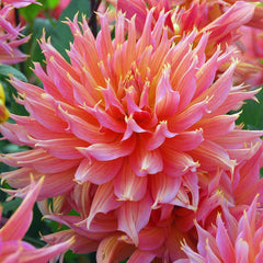 Dahlia Omega Bulbs Perennial Growing Bonsai Roots Rhizomes Corms Tubers Potted Planting Reblooming Fragrant Garden Species Blooms Flower Seeds Plant Gardening