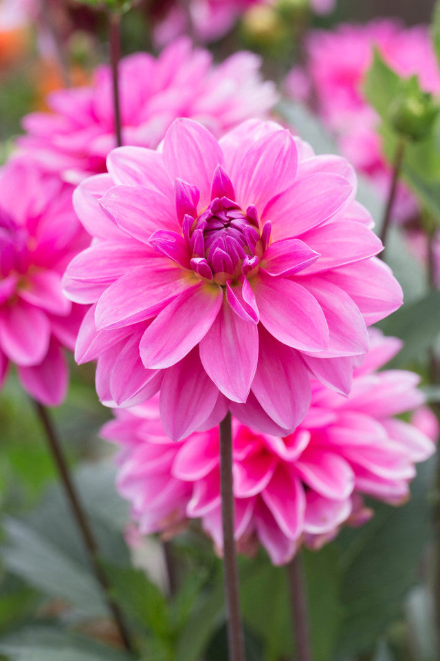 dahlia bulbs or seeds Onesta Dahlia Bulbs Perennial Growing Bonsai Roots Rhizomes Corms Tubers Potted Planting Reblooming Fragrant Garden Species Blooms Flower Seeds Plant Gardening