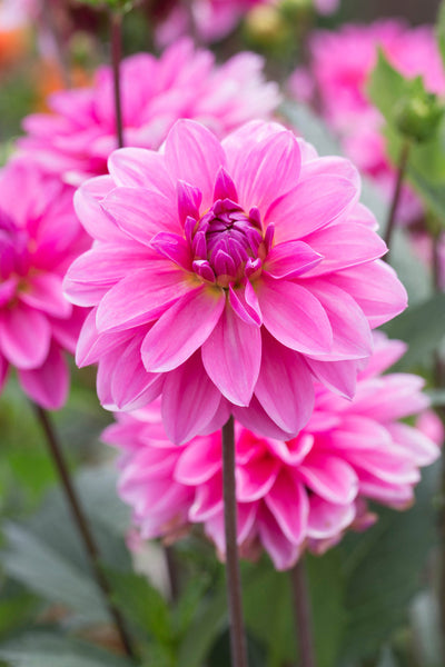 Onesta Dahlia Bulbs Perennial Growing Bonsai Roots Rhizomes Corms Tubers Potted Planting Reblooming Fragrant Garden Species Blooms Flower Seeds Plant Gardening