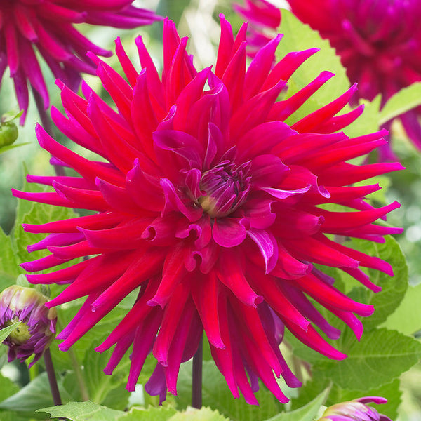 Orfeo Dahlia Bulbs Perennial Growing Bonsai Roots Rhizomes Corms Tubers Potted Planting Reblooming Fragrant Garden Species Blooms Flower Seeds Plant Gardening