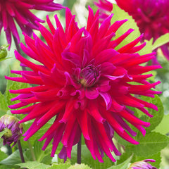 Orfeo Dahlia Bulbs Perennial Growing Bonsai Roots Rhizomes Corms Tubers Potted Planting Reblooming Fragrant Garden Species Blooms Flower Seeds Plant Gardening