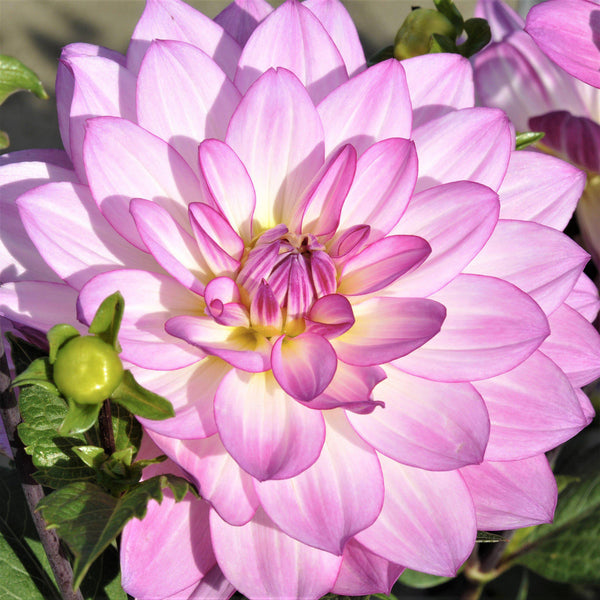 Dahlia Oriental Dream Bulbs Perennial Growing Bonsai Roots Rhizomes Corms Tubers Potted Planting Reblooming Fragrant Garden Species Blooms Flower Seeds Plant Gardening