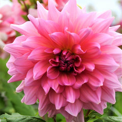 Dahlia Otto's Thril Bulbs Perennial Growing Bonsai Roots Rhizomes Corms Tubers Potted Planting Reblooming Fragrant Garden Species Blooms Flower Seeds Plant Gardening
