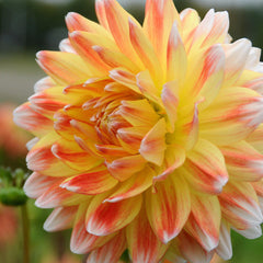 Dahlia Peaches & Cream Bulbs Perennial Growing Bonsai Roots Rhizomes Corms Tubers Potted Planting Reblooming Fragrant Garden Species Blooms Flower Seeds Plant Gardening