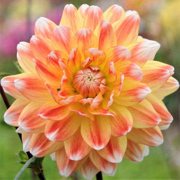 Dahlia Peaches & Cream Bulbs Perennial Growing Bonsai Roots Rhizomes Corms Tubers Potted Planting Reblooming Fragrant Garden Species Blooms Flower Seeds Plant Gardening