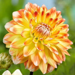 Dahlia Peaches & Cream Bulbs Perennial Growing Bonsai Roots Rhizomes Corms Tubers Potted Planting Reblooming Fragrant Garden Species Blooms Flower Seeds Plant Gardening