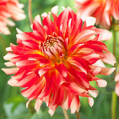 Dahlia Penny Lane Bulbs Perennial Growing Bonsai Roots Rhizomes Corms Tubers Potted Planting Reblooming Fragrant Garden Species Blooms Flower Seeds Plant Gardening