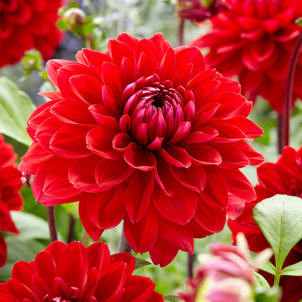 Philadelphia Dahlia Bulbs Perennial Growing Bonsai Roots Rhizomes Corms Tubers Potted Planting Reblooming Fragrant Garden Species Blooms Flower Seeds Plant Gardening