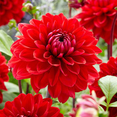 Philadelphia Dahlia Bulbs Perennial Growing Bonsai Roots Rhizomes Corms Tubers Potted Planting Reblooming Fragrant Garden Species Blooms Flower Seeds Plant Gardening
