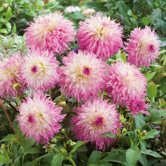 Dahlia Pinelands Princess Bulbs Perennial Growing Bonsai Roots Rhizomes Corms Tubers Potted Planting Reblooming Fragrant Garden Species Blooms Flower Seeds Plant Gardening